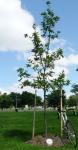 Memorial Tree Front