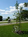 Memorial Tree Toronto